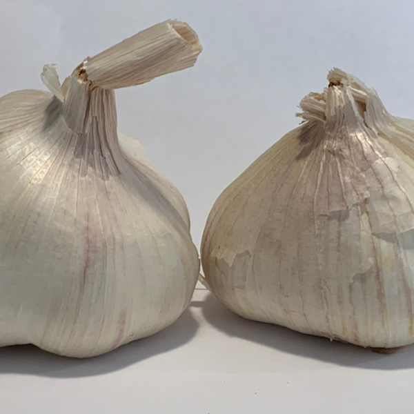Organic Inchelium Red Garlic Seed For Planting - Basaltic Farms