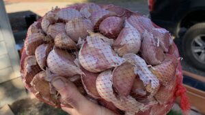 Garlic Cloves Netted For Soaking - Ccof Certified Usda Organic Garlic Farm - Basaltic Farms