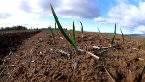 Garlic Seedling Coming Up In Winter - Ccof Certified Usda Organic Garlic Farm - Basaltic Farms