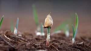 Garlic Seedling Pushing Up Skin - Ccof Certified Usda Organic Garlic Farm - Basaltic Farms