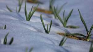 Sprouting Garlic In Snow - Ccof Certified Usda Organic Garlic Farm - Basaltic Farms