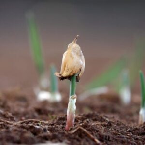 Ccof Certified Organic Garlic - Usda Organic Seed Garlic