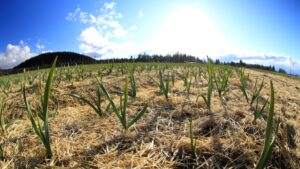 Hardneck Chesnok Garlic First Sprouts In Straw Mulch Clouds - Ccof Organic Garlic For Sale - Basaltic Farms