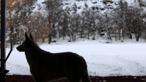 Snow On Bluff Dog In Shadow - Ccof Organic Garlic For Sale - Basaltic Farms