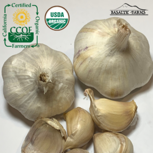 California Certified Organic Farmers - Buy Usda Organic Sicilian Artichoke Garlic - Basaltic Farms