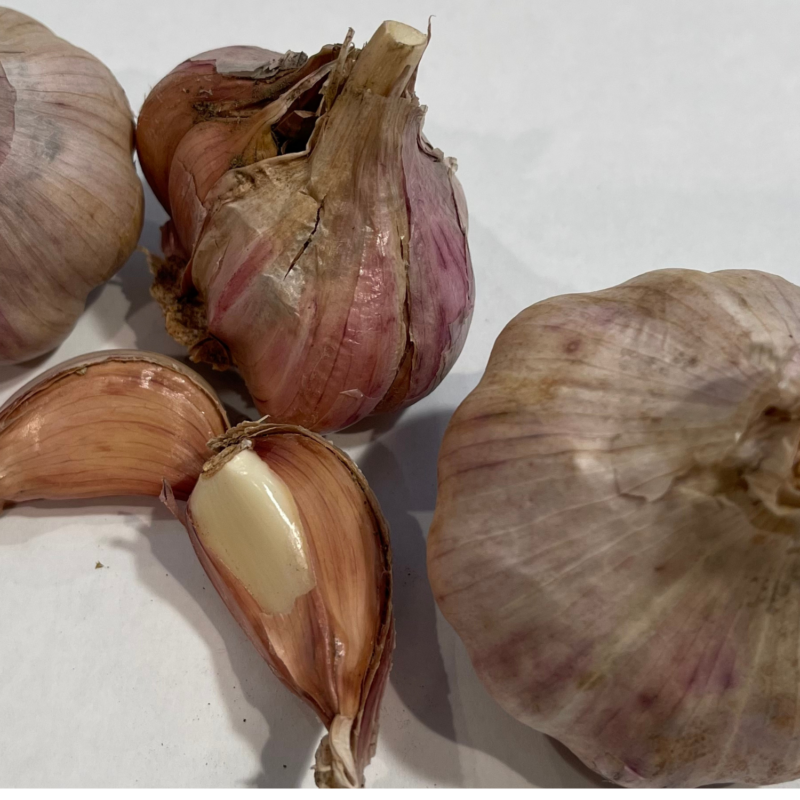 Organic Chesnok Red Garlic Seed For Planting - Basaltic Farms