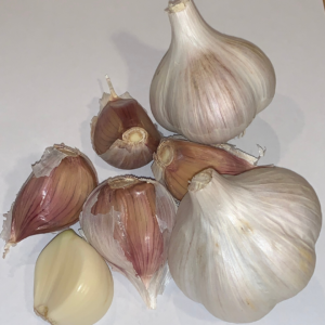 Usda Certified Organic Music Garlic Grown At Basaltic Farms Oct 13 2019