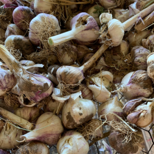 California Certified Organic Farmers - Buy Usda Organic Eating Garlic - Basaltic Farms