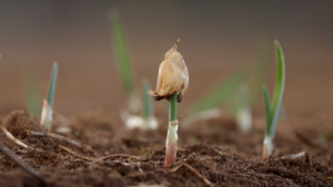 Usda Certified Organic Garlic Growing Basaltic Farms