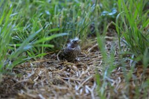 Basaltic Farms Baby Bird In Field