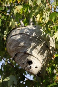 Basaltic Farms Bald Faced Hornet Nest In Sycamore Tree Min 1 : Basaltic Farms