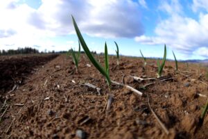 Basaltic_Farms_Garlic_Seedling_Coming_Up_Winter_Macro