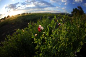 Basaltic Farms Sweet Pea With Sunset In Garden Min : Basaltic Farms