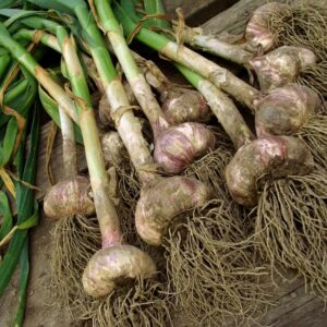 Maintaining Crop Yields - Organic Garlic Seed For Sale - Basaltic Farms Inc