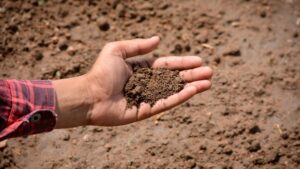 The Importance Of Soil Health - Organic Farming - Basaltic Farms