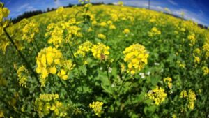 Benefits Of Growing Mustard - Ccof Certified Usda Organic Garlic Farm - Basaltic Farms