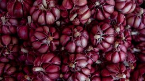 Buy Certified Organic Chesnok Red Garlic Seeds - Basaltic Farms