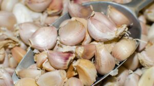 Buy Certified Organic Music Garlic Seeds - Basaltic Farms