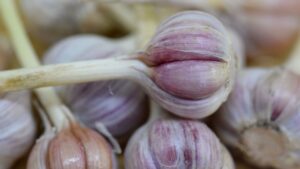 Ccof Organic Certification - Certified Organic Garlic Seed For Sale - Basaltic Farms