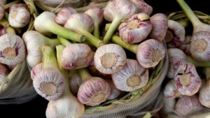 Custom Support - Certified Organic Garlic Seed For Sale - Basaltic Farms