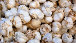 Organic Sicilian Artichoke Garlic Seed For Sale - Basaltic Farms