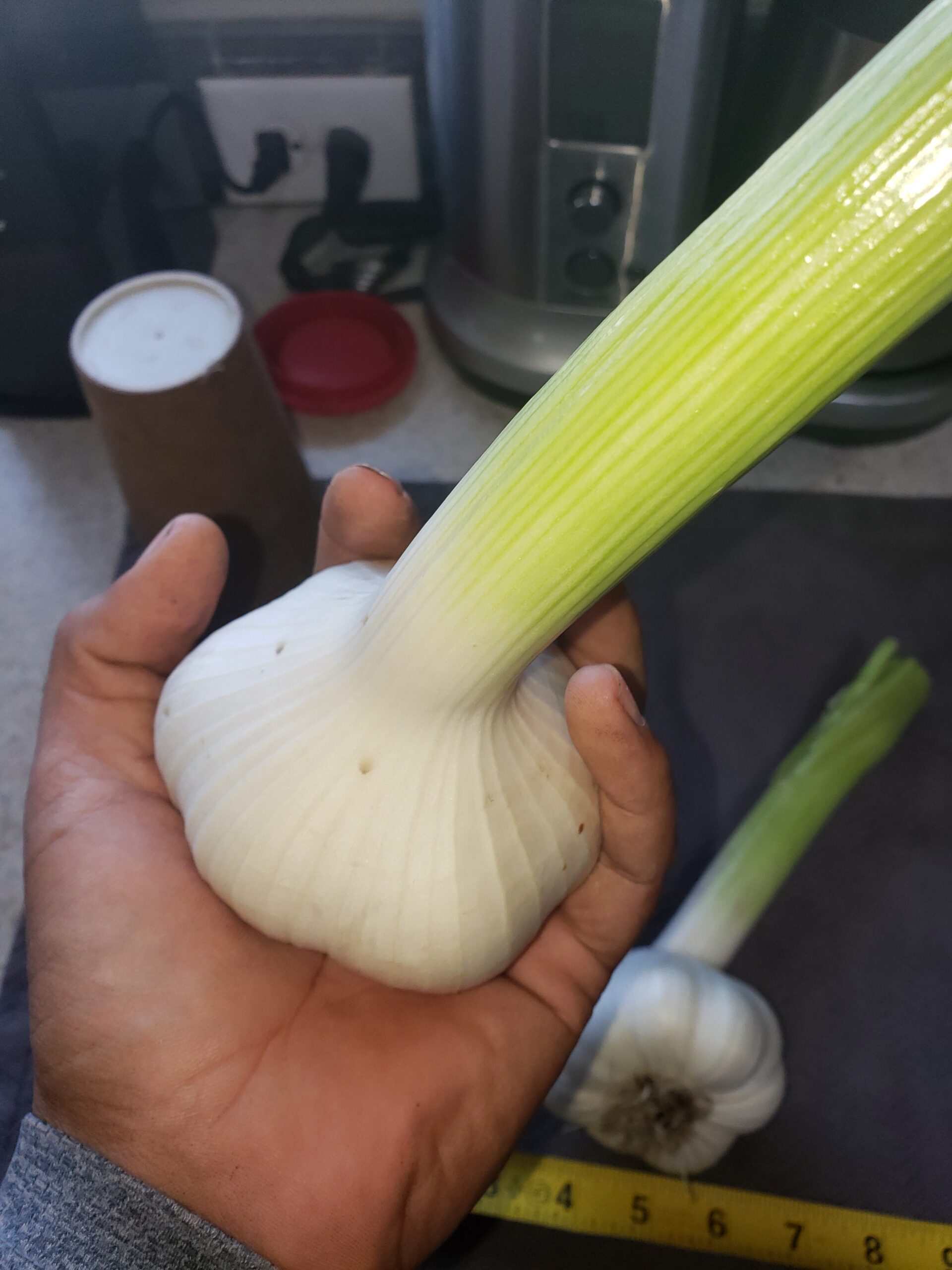 How To Harvest Garlic Buy Organic Garlic Basaltic Farms