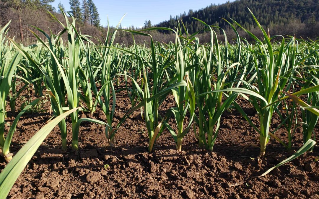 Lab Testing Your Soil For The Best Garlic Basaltic Farms