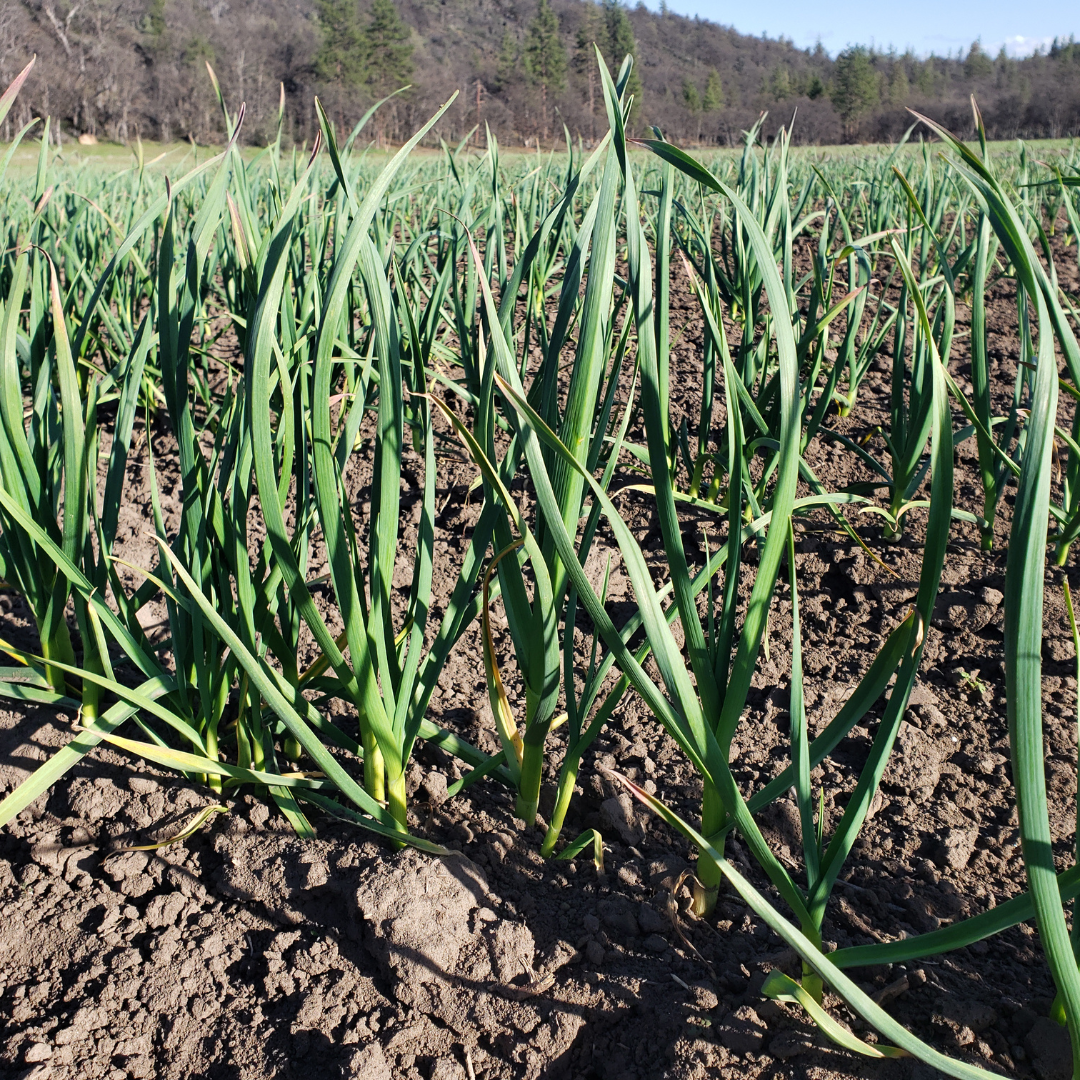Growing Organic Garlic Guide Proper Finger Weeding Methods Basaltic Farms