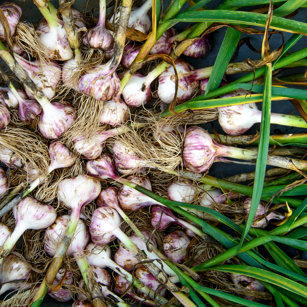 Health Benefits Of Garlic Buy Organic Garlic Seeds Basaltic Farms