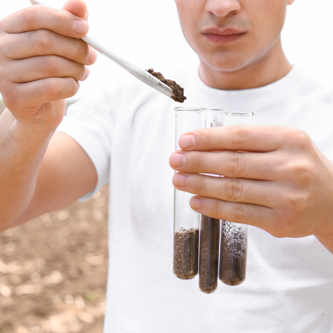 How To Grow Garlic Soil Testing Basaltic Farms