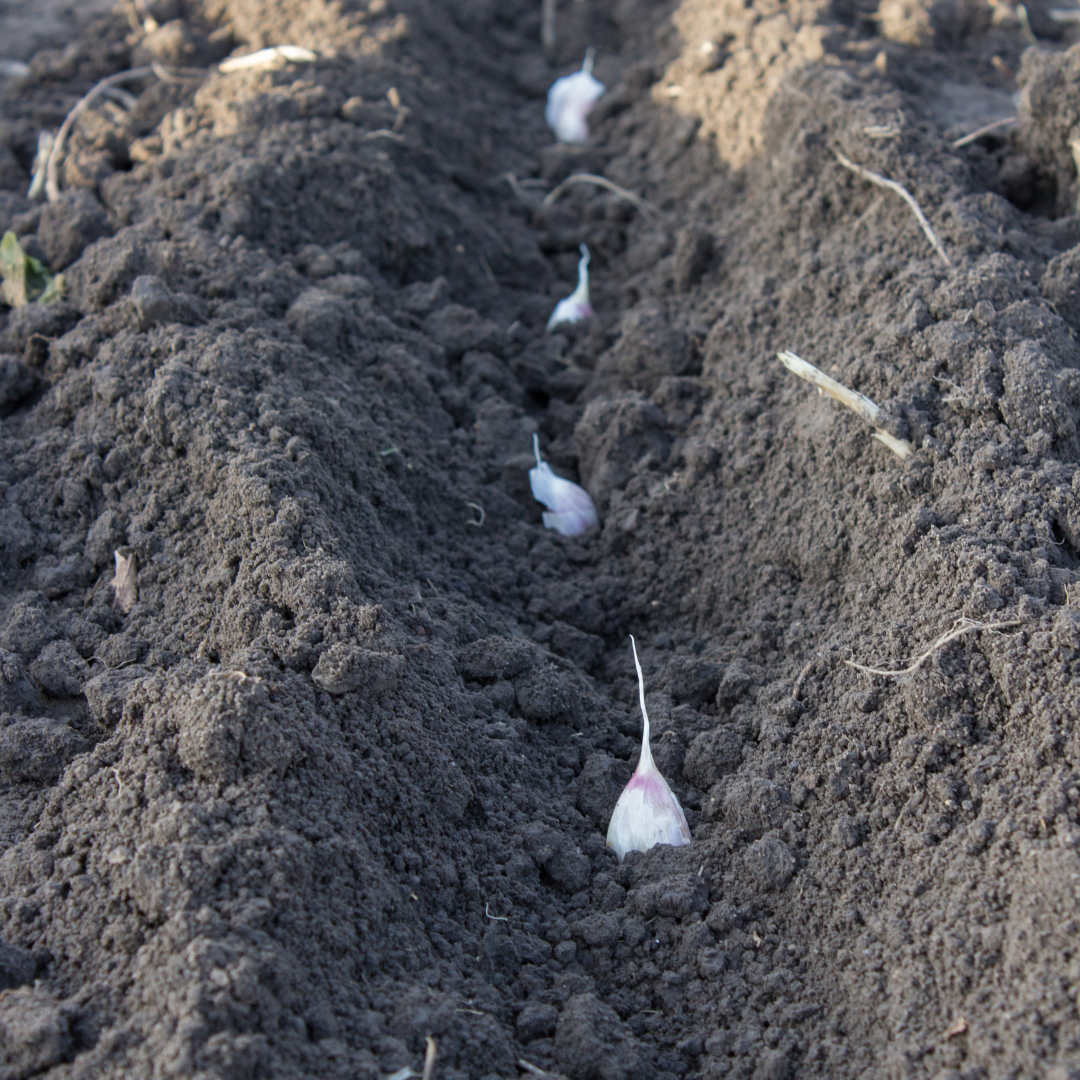 How To Grow Garlic When To Plant Seeds Basaltic Farms