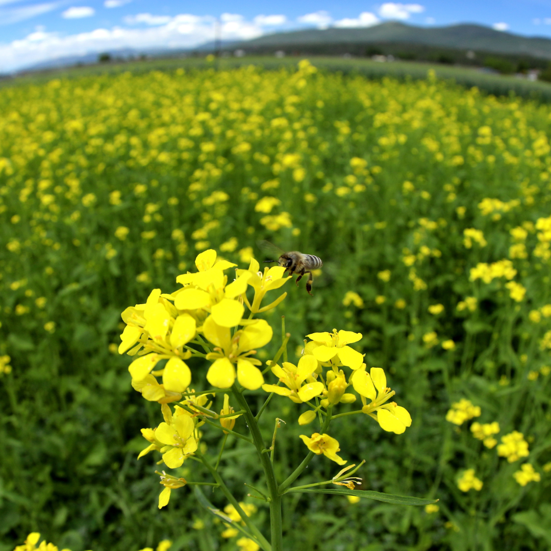 Regenerative Organic Farming - Cover Crops - Honey Bee On Cover Crop Of Yellow Mustard - Basaltic Farms 