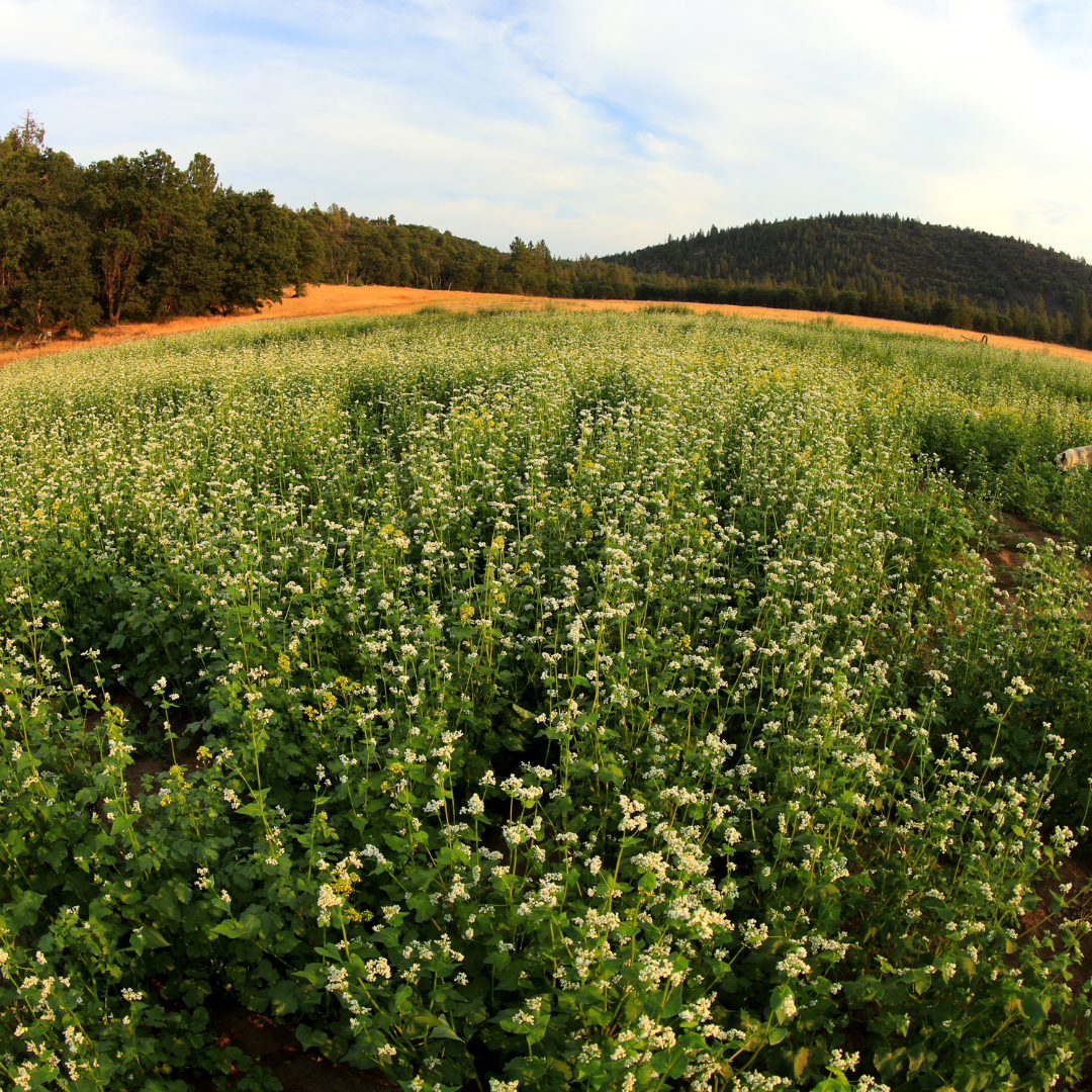 Regenerative Organic Farming Crop Rotations Buckwheat Basaltic Farms