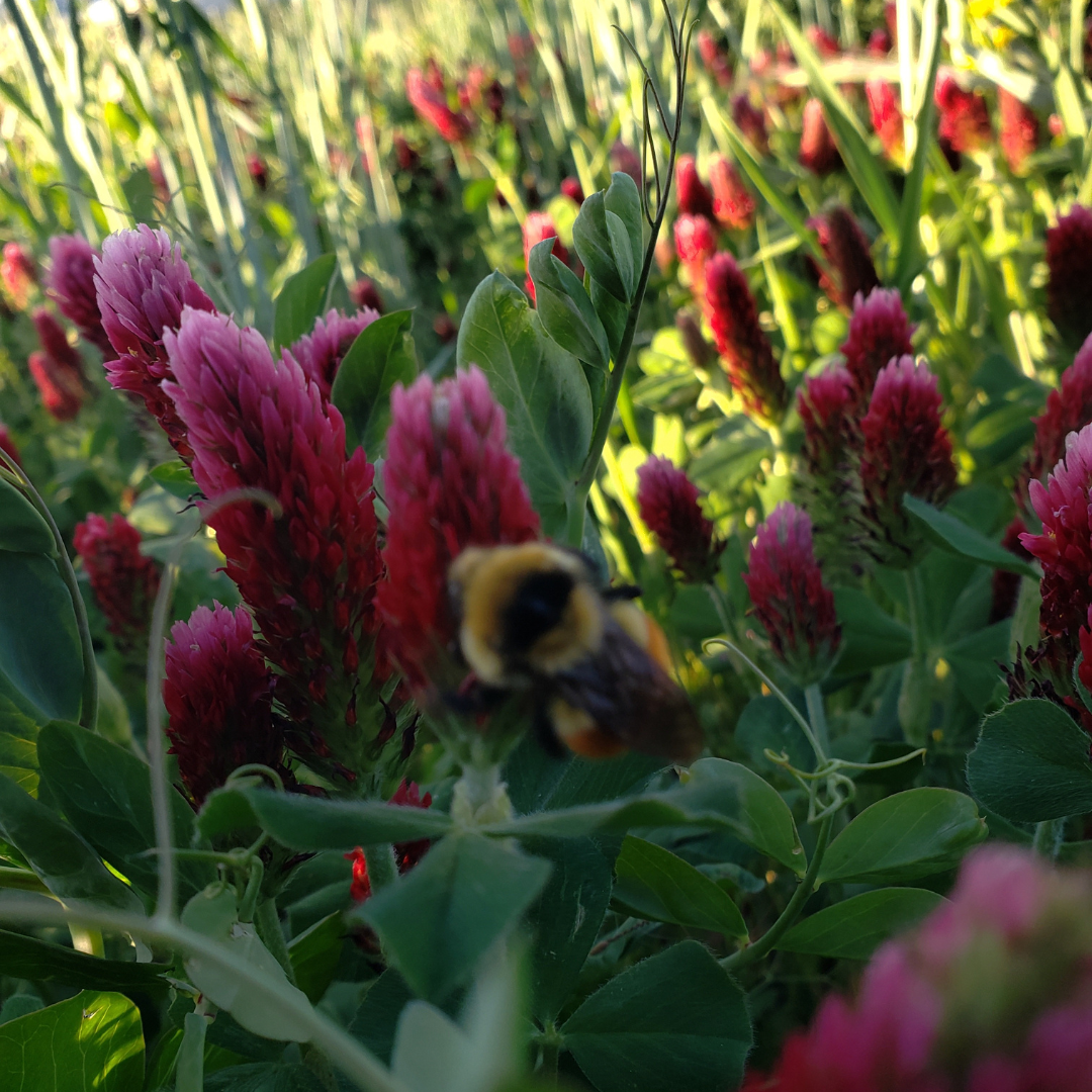 Regenerative Organic Farming Crop Rotations Honey Bee On Crimson Clover Basaltic Farms