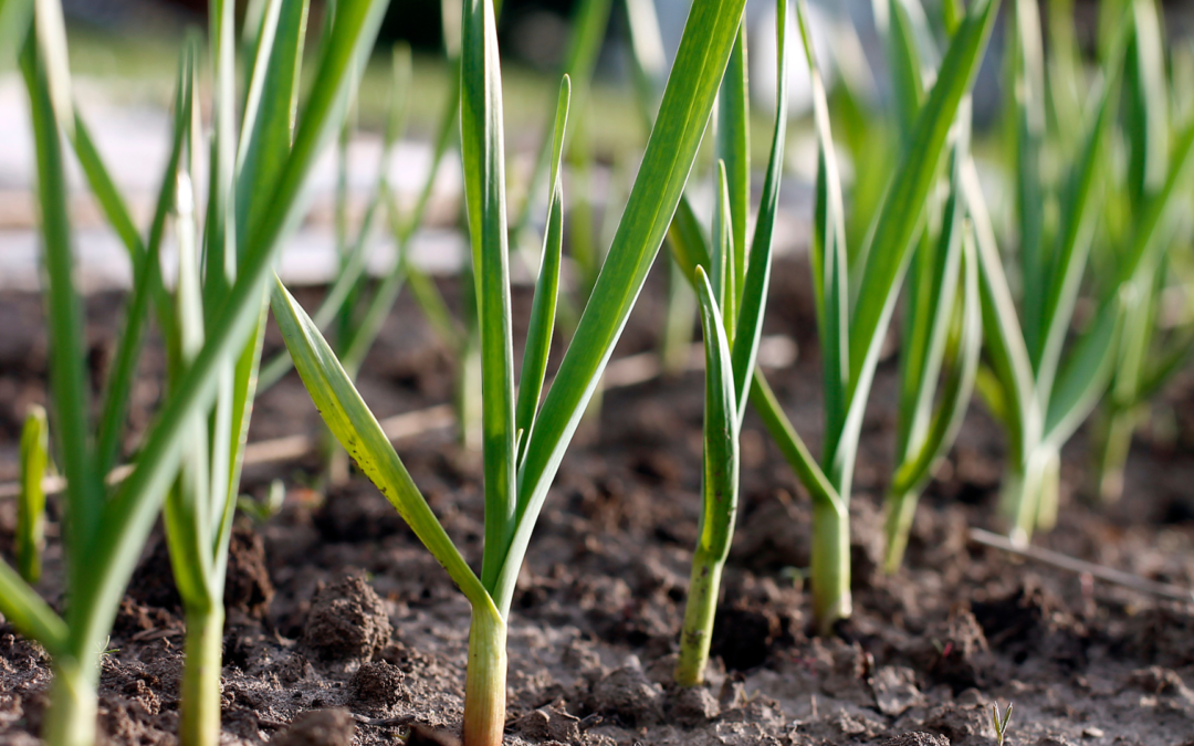 California Garlic Bulbs For Planting - Learn How To Grow Garlic In CA - Basaltic Farms