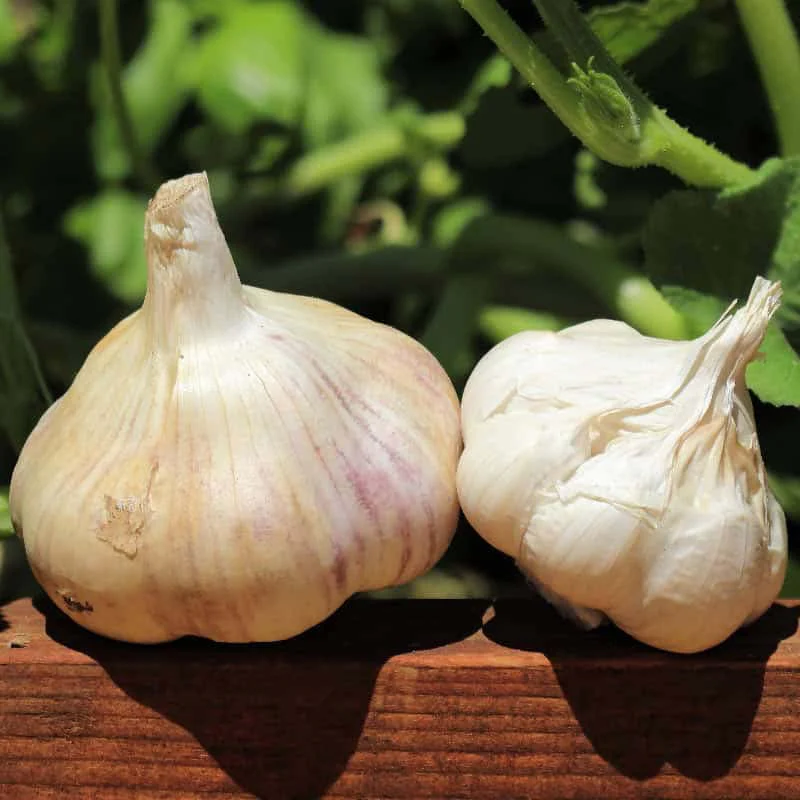Basalticfarmscertifiedorganicgarlicredtoch1 800X800 1
