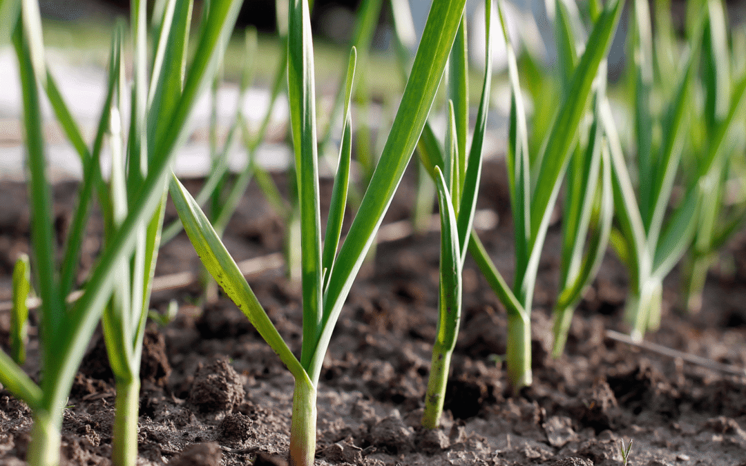 California Garlic Bulbs For Planting Learn How To Grow Garlic In Ca Basaltic Farms