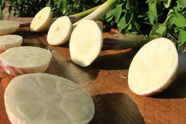 What Are The Health Benefits Of Organic Garlic - Basaltic Farms
