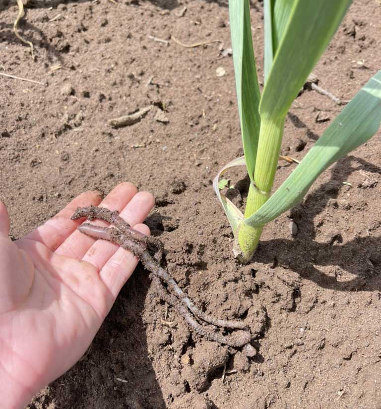 Healthy Organic Garlic Plant Growing In Volcanic Soil At Basaltic Farms, With Earthworms Visible In The Soil Indicating Active Soil Biology And Regenerative Farming Practices