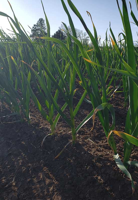 Soil Biology