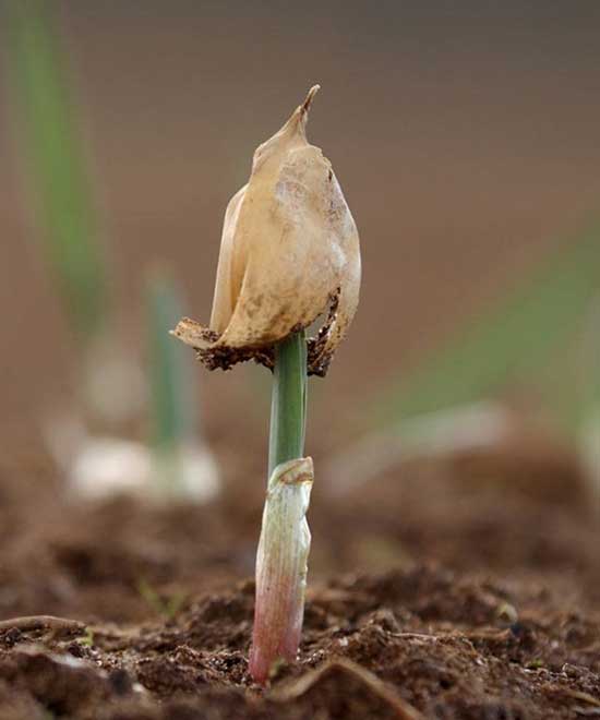The Agricultural Depression