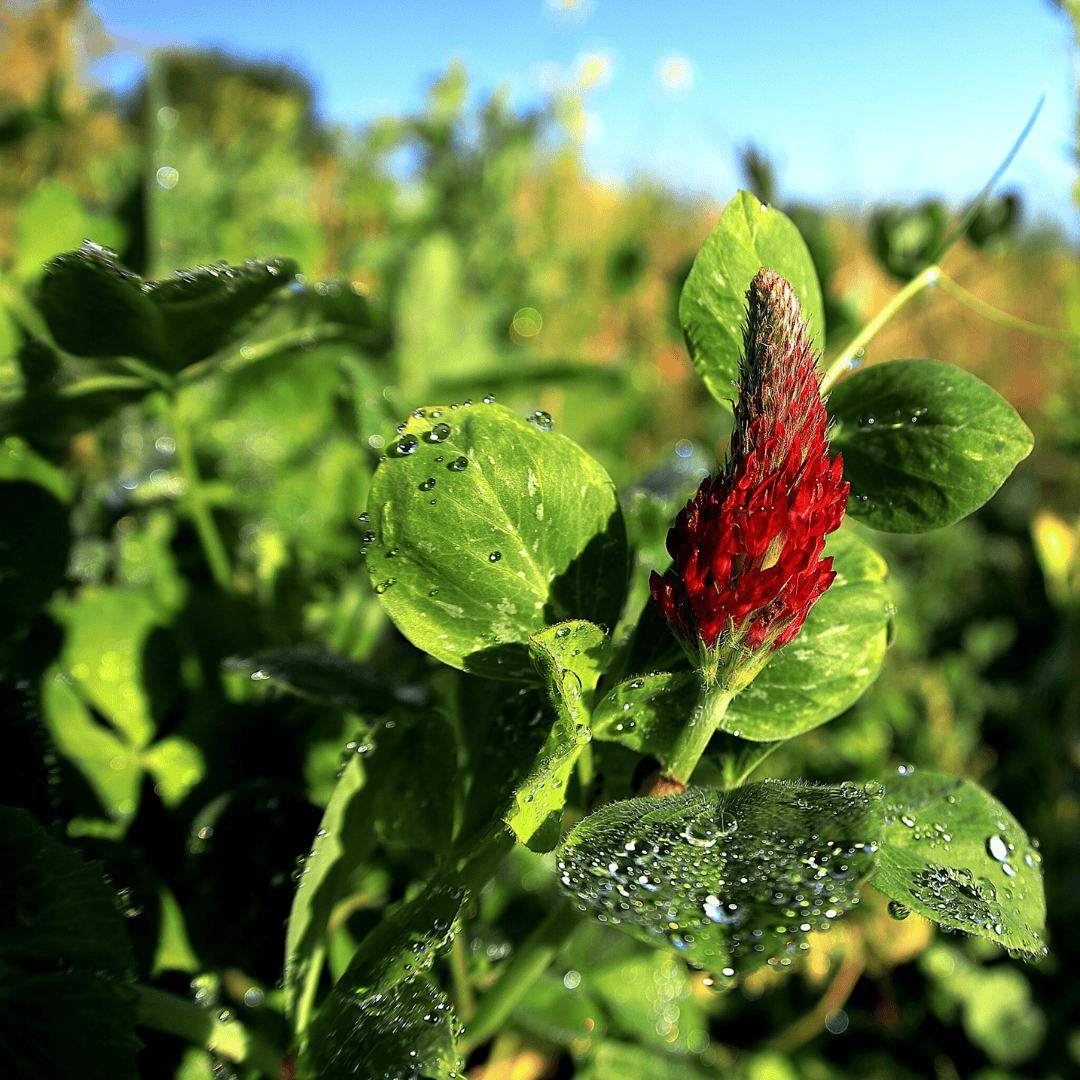 Cover Crops Red Crimson Clover Basaltic Farms Inc