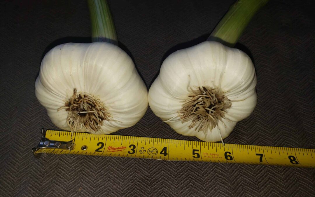 Garlic Seed Size How To Grow Garlic Basaltic Farms Scaled 1
