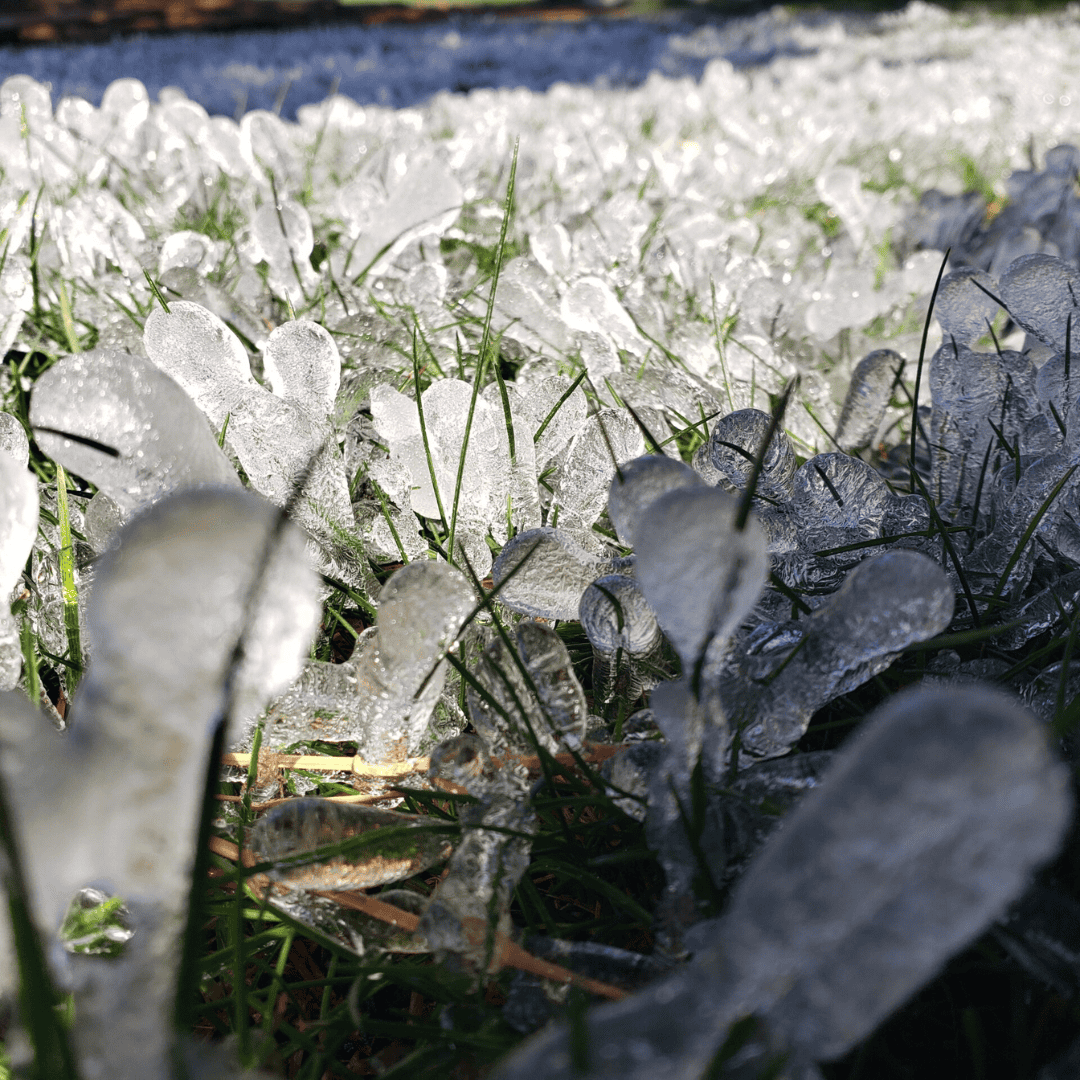 Growing Garlic Guide Planting Garlic In Frozen Ground Basaltic Farms Growing Garlic Guide Planting Garlic In Frozen Ground Basaltic Farms