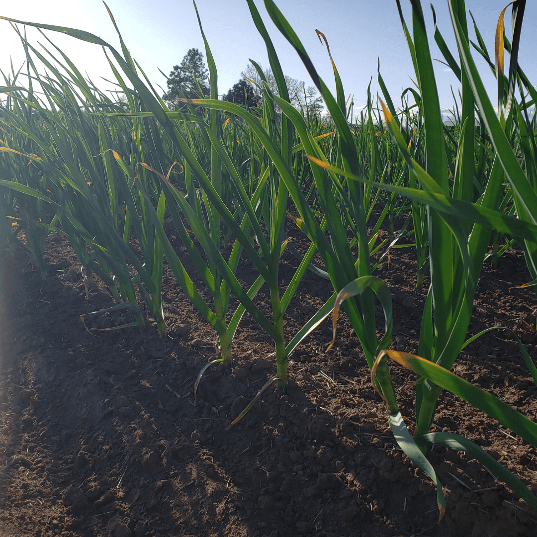 How To Grow Garlic Mistakes To Avoid When Planting Garlic Basaltic Farms How To Grow Garlic Mistakes To Avoid When Planting Garlic Basaltic Farms