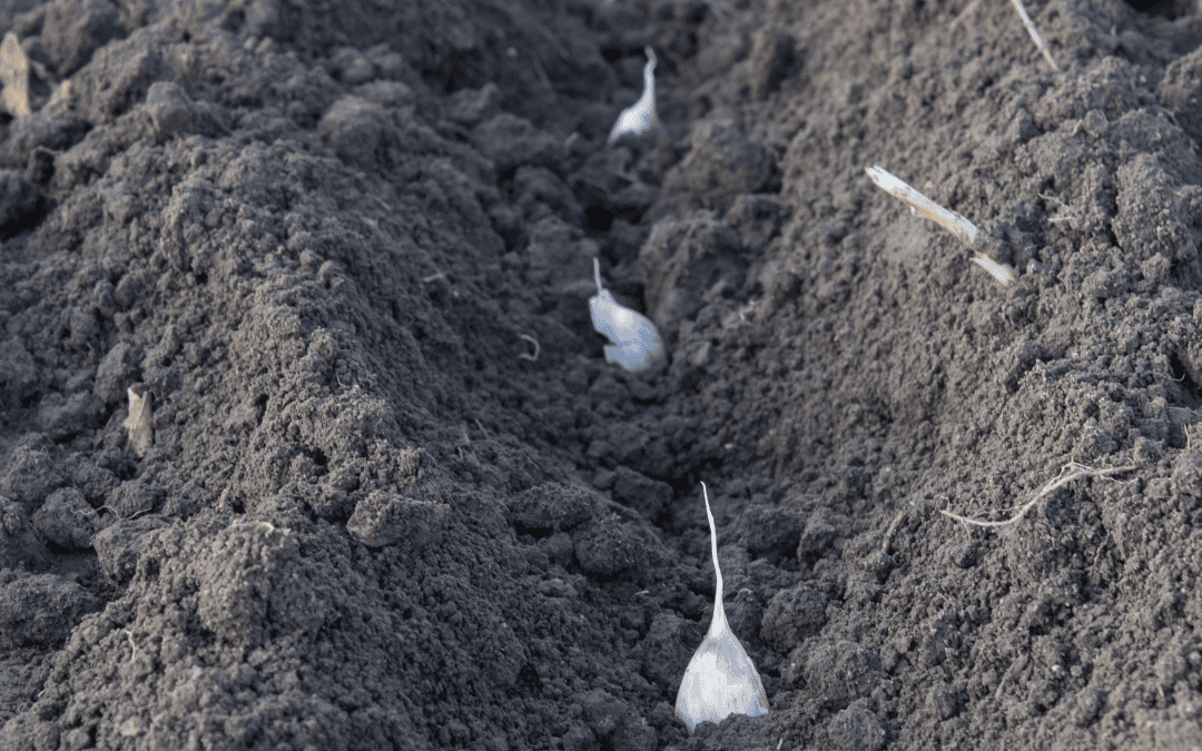 How To Grow Garlic When To Plant Seeds Basaltic Farms