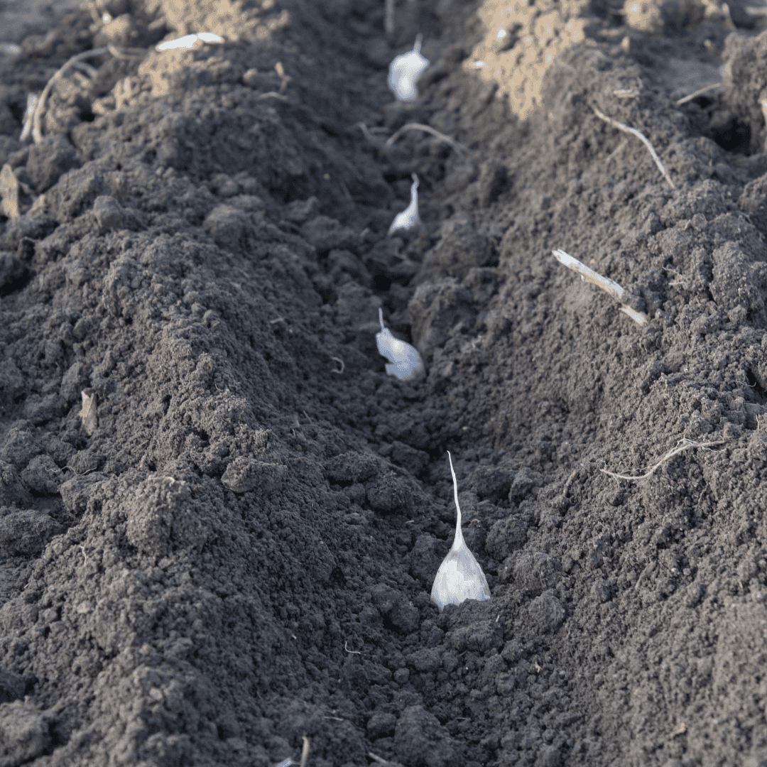 How To Grow Garlic When To Plant Seeds Basaltic Farms How To Grow Garlic When To Plant Seeds Basaltic Farms