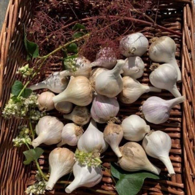 Organic Baby Garlic Mix Of Small Hardneck And Softneck Bulbs Basaltic Farms