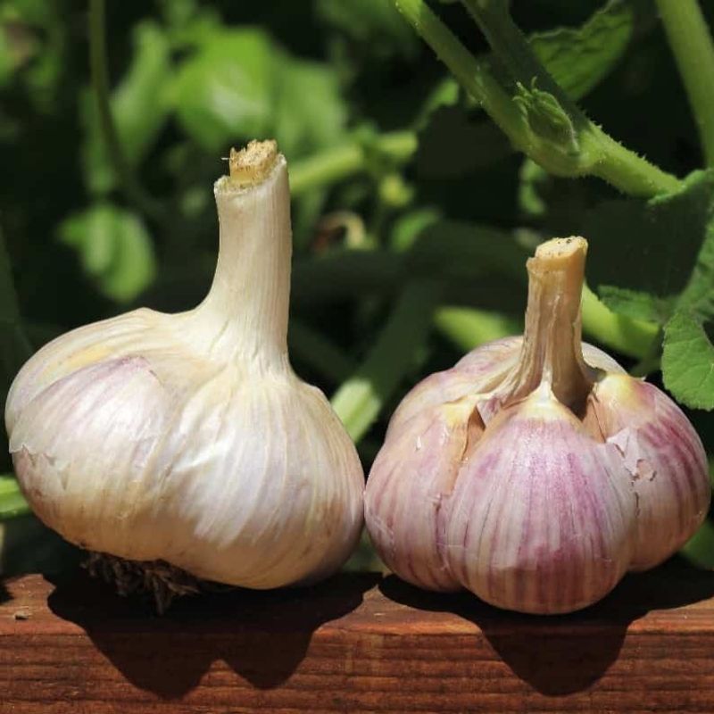 Organic Music Garlic Hardneck Porcelain Variety Basaltic Farms