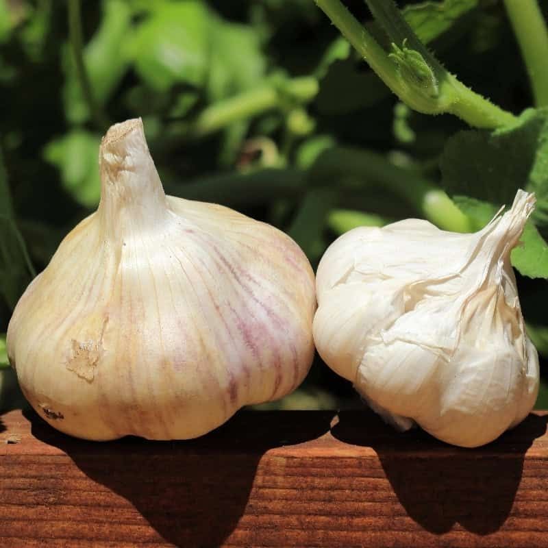 Organic Red Toch Garlic Softneck Artichoke Type Basaltic Farms Organic Red Toch Garlic Softneck Artichoke Type Basaltic Farms